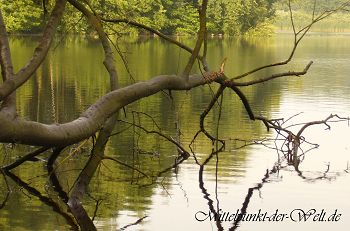 Photographie Baum Spiegelung See Natur